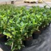 Prunus L. Etna (Laurierkers)