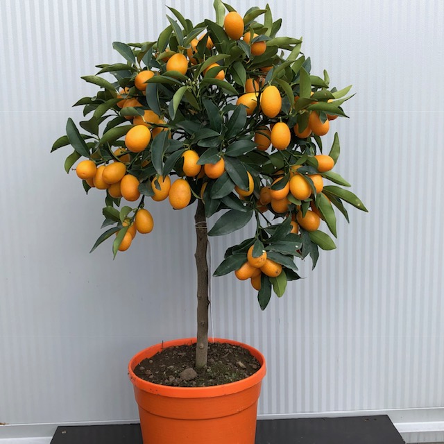 Citrus kumquat