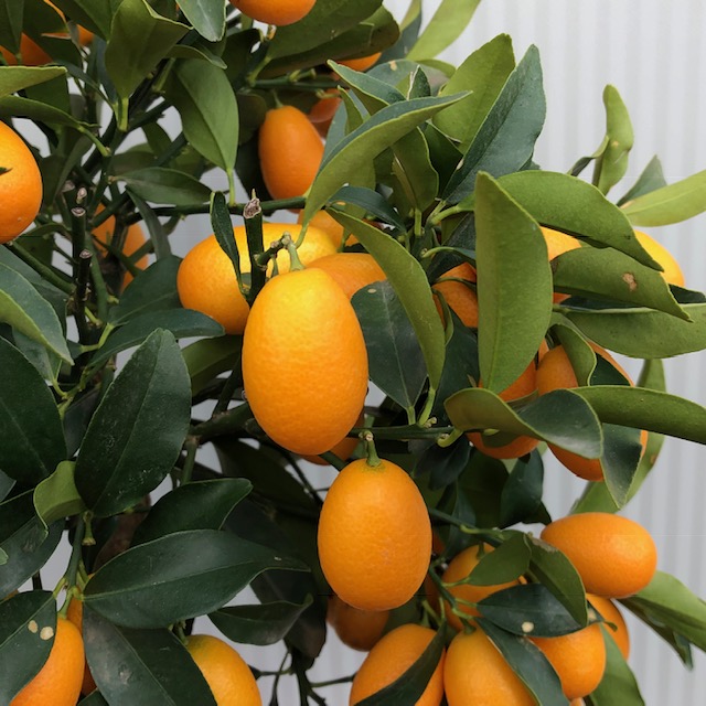 Citrus kumquat