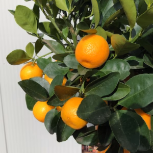 Citrus calamondin