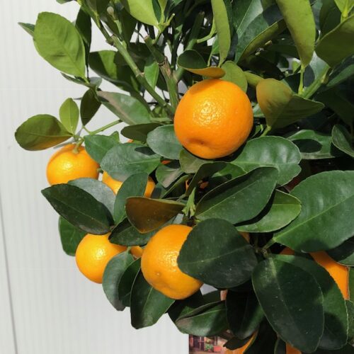 Citrus