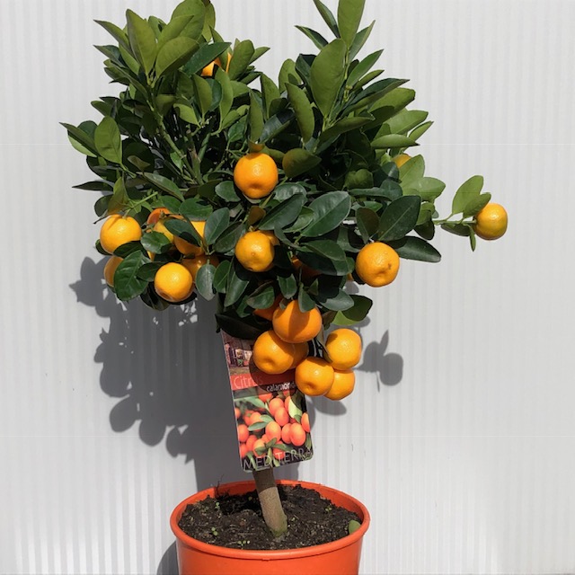 Citrus calamondin