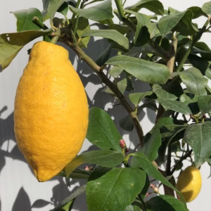 Citrus lemon