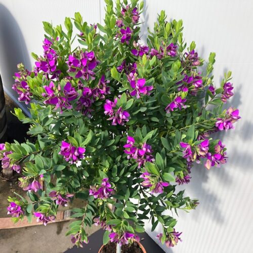 Polygala myrtifolia (Vleugeltjesbloem) op stam