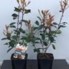 Photinia fraseri 'Red Robin struik 40 cm