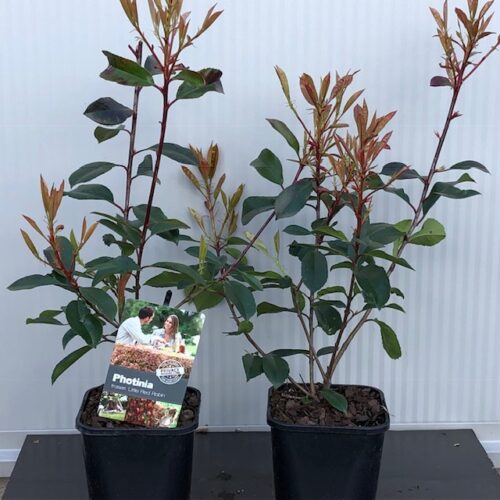 Photinia fraseri 'Red Robin struik 40 cm