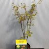 Acer pal. ‘Orange Dream’