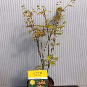 Acer pal. ‘Orange Dream’
