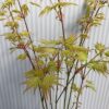 Acer pal. ‘Orange Dream’