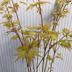 Acer pal. ‘Orange Dream’
