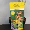 Acer pal. ‘Orange Dream’