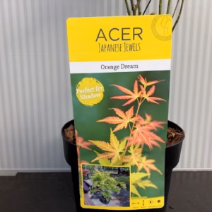 Acer pal. ‘Orange Dream’