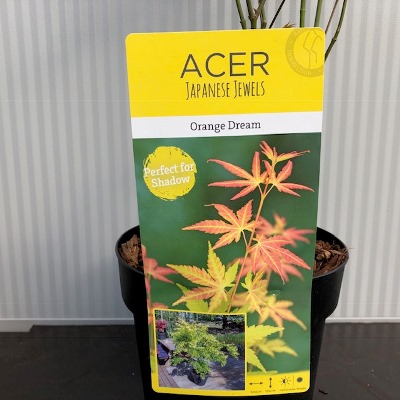 Acer pal. ‘Orange Dream’