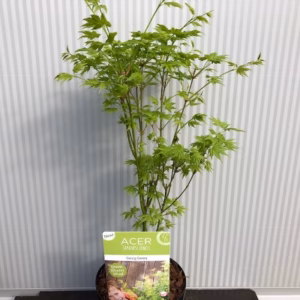 Acer pal. ‘Going Green’