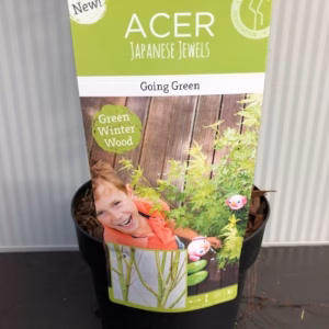 Acer pal. ‘Going Green’