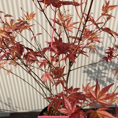 Acer Pal Beni Maiko Japanse Esdoorn Tas Boomkwekerij