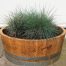 Festuca glauca ‘Elijah Blue’ (Blauw schapengras)