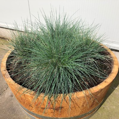 Festuca glauca ‘Elijah Blue’ (Blauw schapengras)