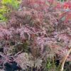 Acer pal. Garnet bij Tas Boomkwekerij te Waddinxveen