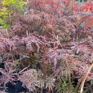 Acer pal. Garnet bij Tas Boomkwekerij te Waddinxveen