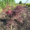 Acer pal. Garnet (Japanse Esdoorn)