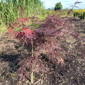 Acer pal. Garnet (Japanse Esdoorn)