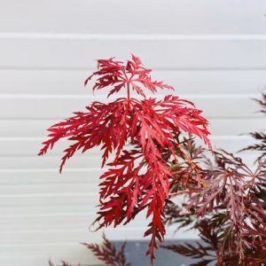 Acer pal. Garnet 40 cm (Japanse Esdoorn)