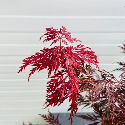 Acer pal. Garnet 40 cm (Japanse Esdoorn)