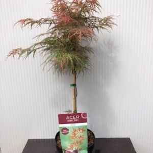 Acer pal. Garnet (Japanse Esdoorn)