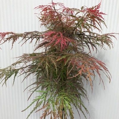 Acer pal. Garnet (Japanse Esdoorn) (kopie)