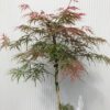 Acer pal. Garnet (Japanse Esdoorn) pie)