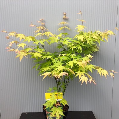 Acer Pal Summer Gold Japanse Esdoorn Tas Boomkwekerij