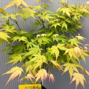 Acer - Japanse Esdoorn