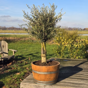 Half wijnvat 112 liter met olijfboom P55