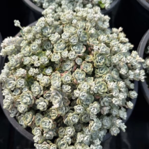 Sedum spat. 'Cape Blanco'