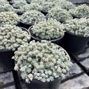 Sedum spat. 'Cape Blanco'