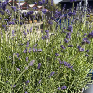 Lavendel 'Hidcote'