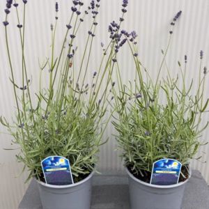 Lavendel 'Hidcote'