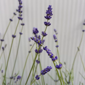 Lavendel 'Hidcote'