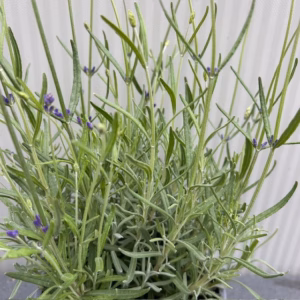 Lavendel 'Hidcote'