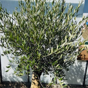 olijfboom P55