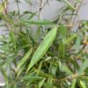 Bamboe fargesia robusta 'Pingwu"