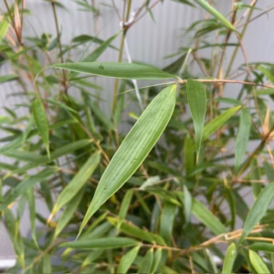 Bamboe fargesia robusta 'Pingwu"