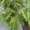 Bamboe fargesia robusta 'Pingwu"