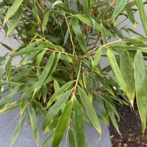 Bamboe fargesia robusta 'Pingwu"