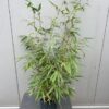 Bamboe fargesia robusta 'Pingwu"