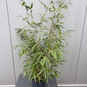 Bamboe fargesia robusta 'Pingwu"