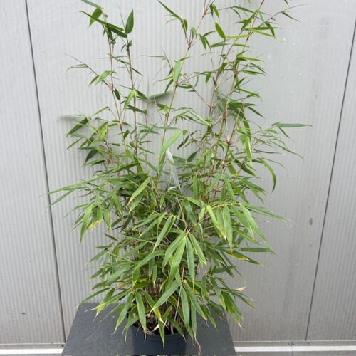 Bamboe fargesia robusta 'Pingwu"