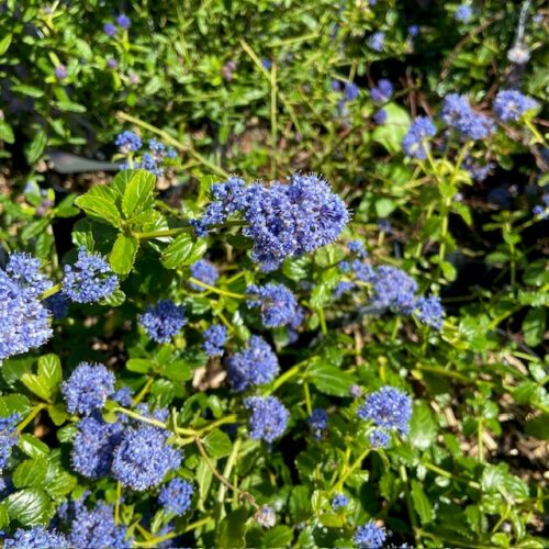 Ceanothus (Amerikaanse sering)