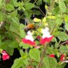 Salvia micro. ‘Hot lips’
